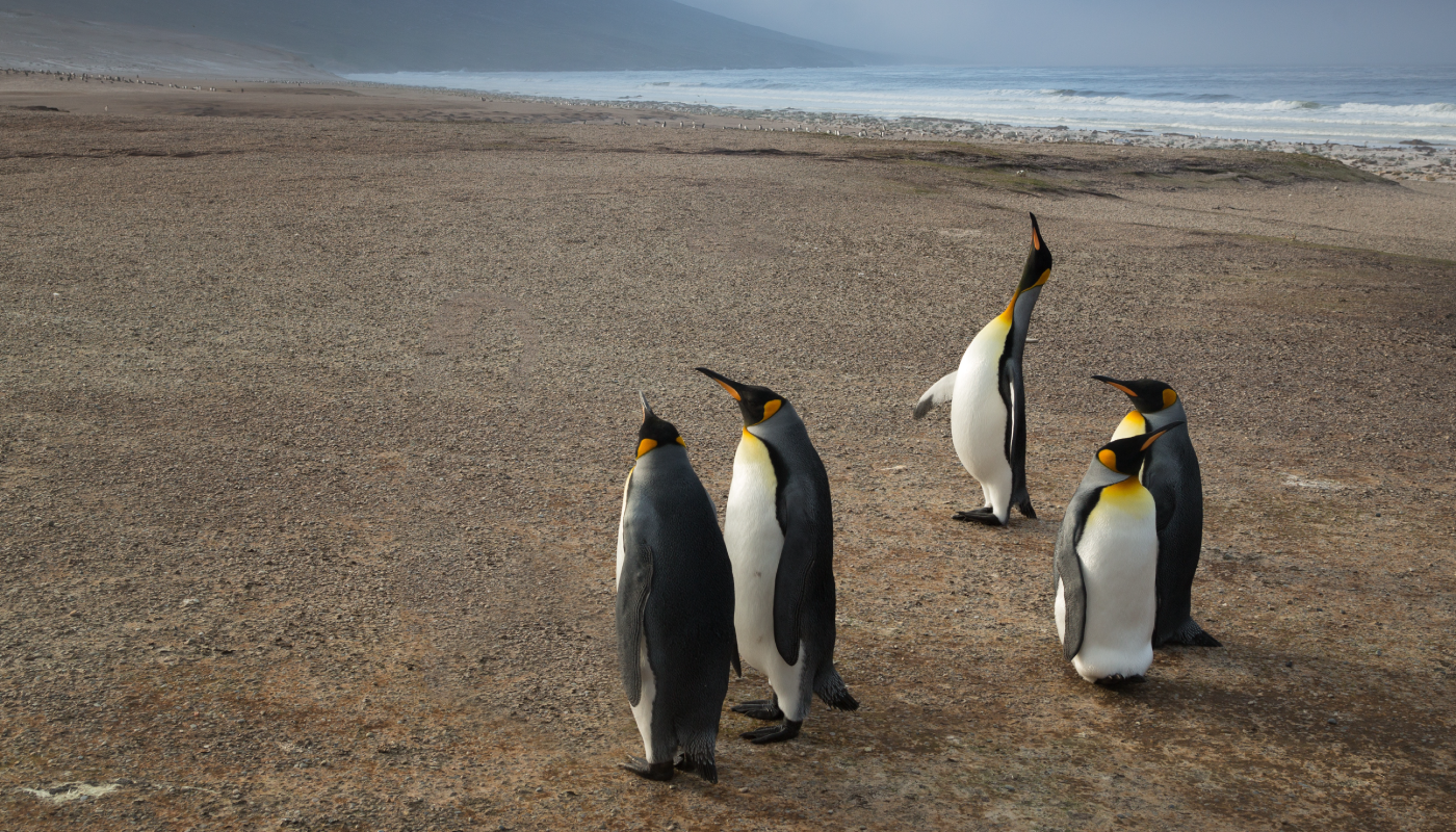 announcing-node-js-snap-linux-users