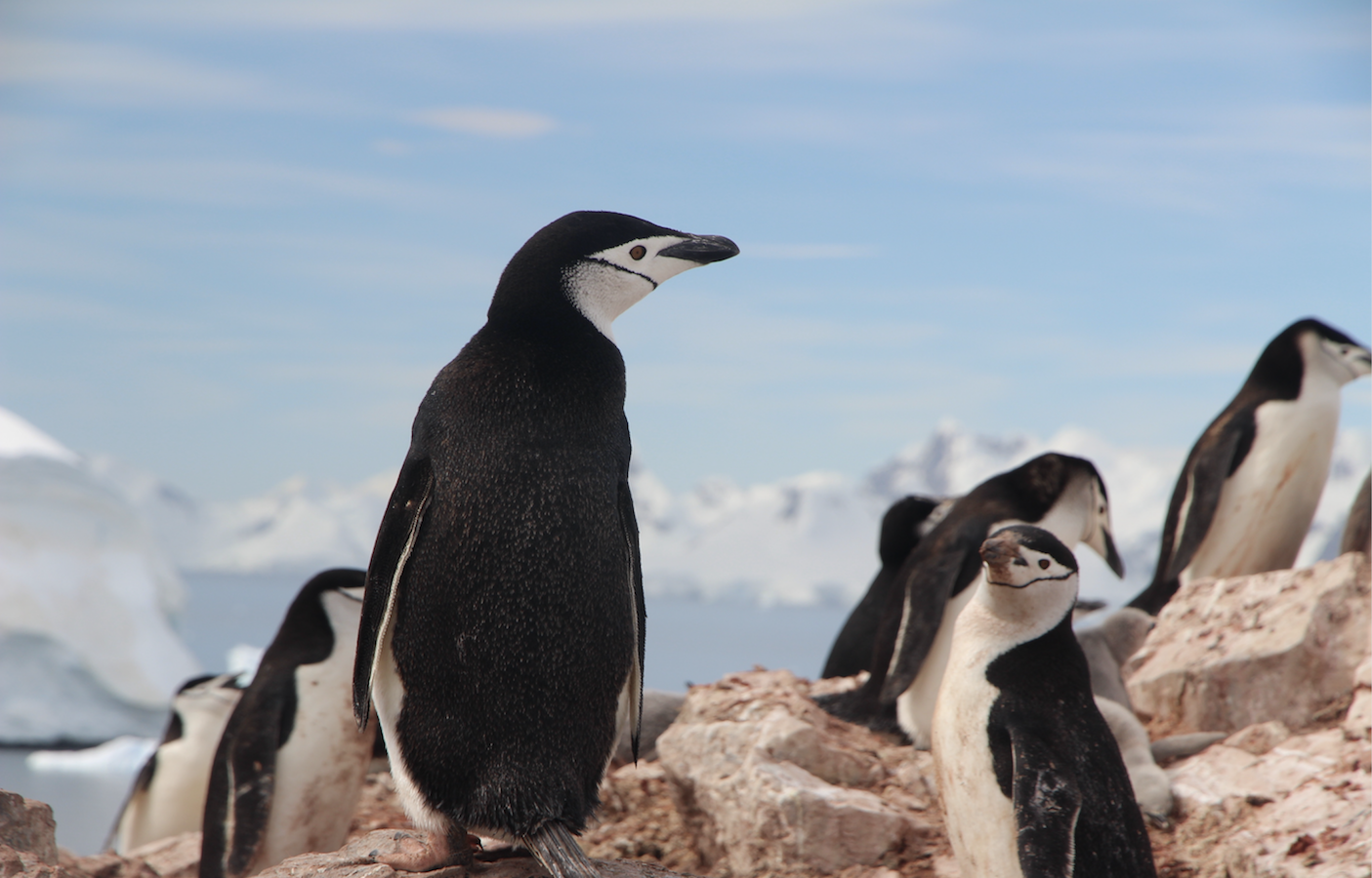 installing-nodejs-tutorial-using-snaps-on-linux